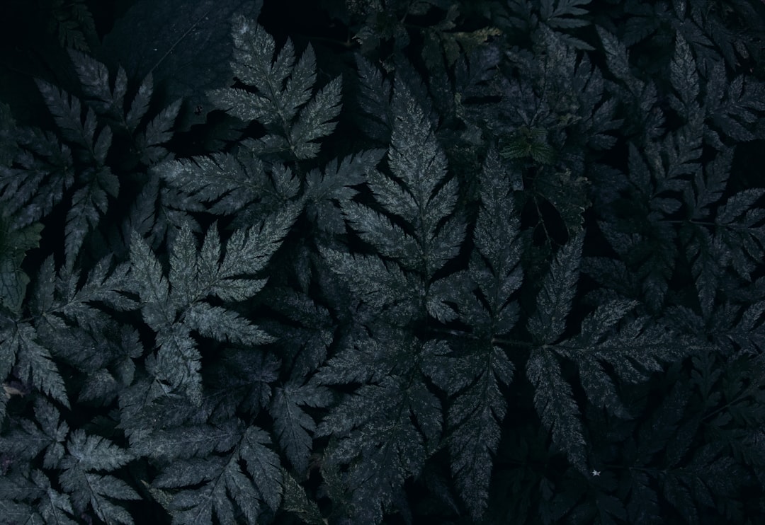 A black and white photo of a bunch of leaves