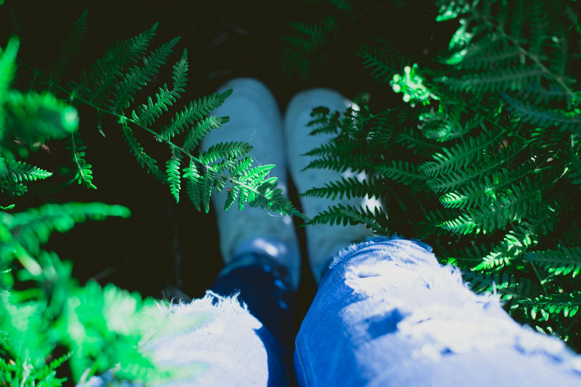 A person wearing ripped jeans and white shoes standing among vibrant ferns in daylight.