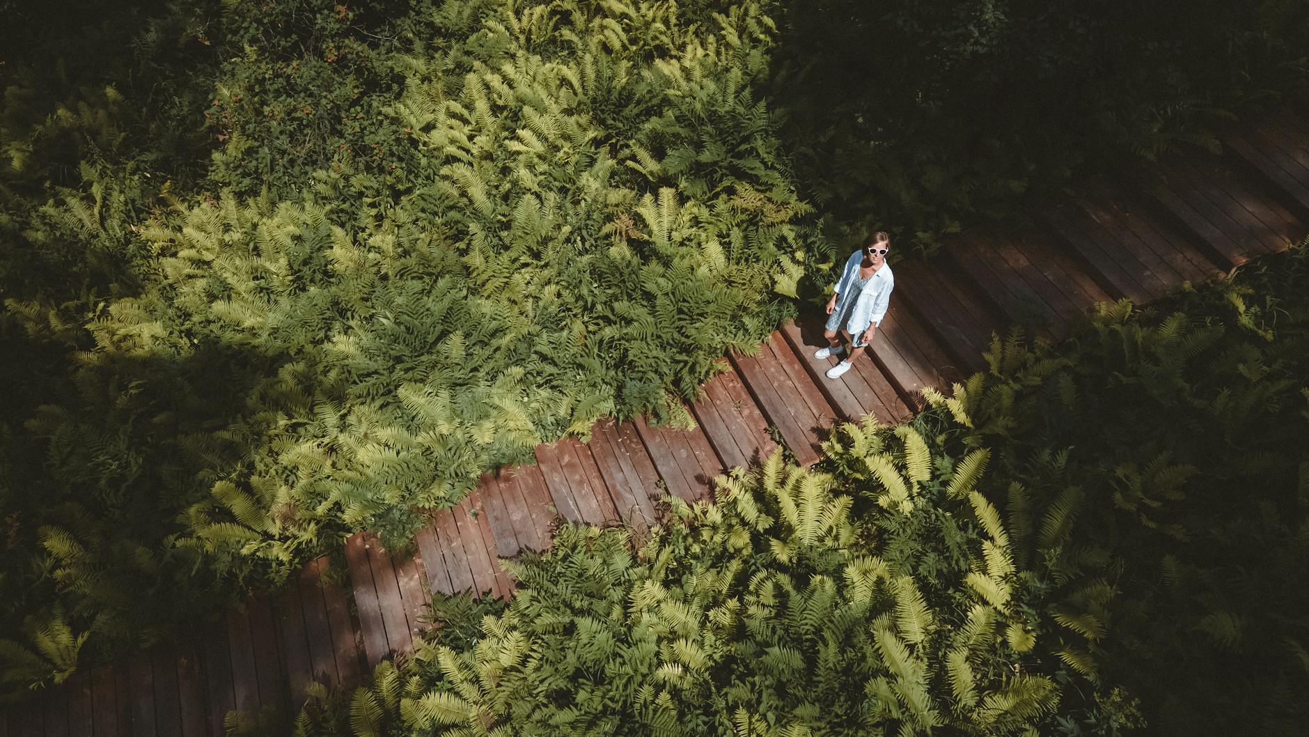 Aerial shot of a woman in sunglasses standing on a wooden path surrounded by lush green ferns.