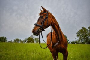 Pferdehaltung in Hessen 2026: Tierwohl und Stallpflege